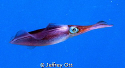 There were Forty One squid lined up when I went to this d... by Jeffrey Ott 